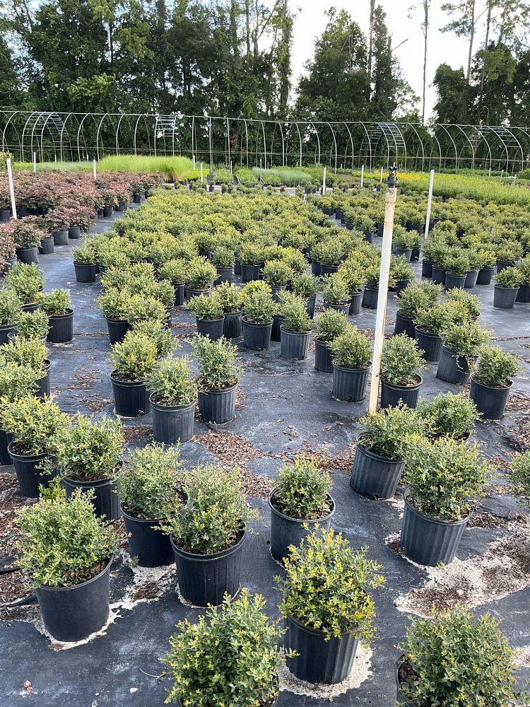 ilex-vomitoria-schillings-yaupon-holly-ilex-vomitoria-stokes-dwarf