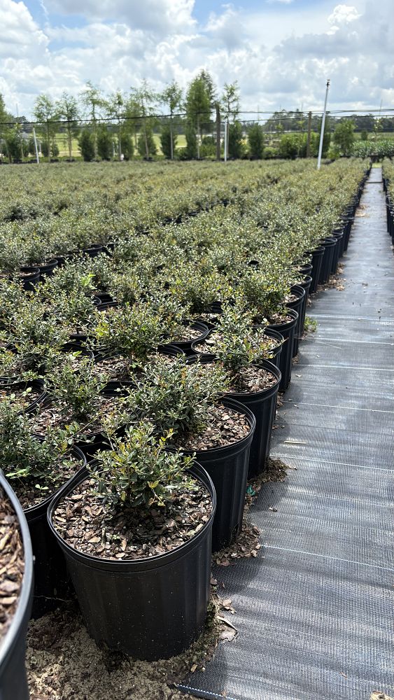 ilex-vomitoria-schillings-yaupon-holly-ilex-vomitoria-stokes-dwarf