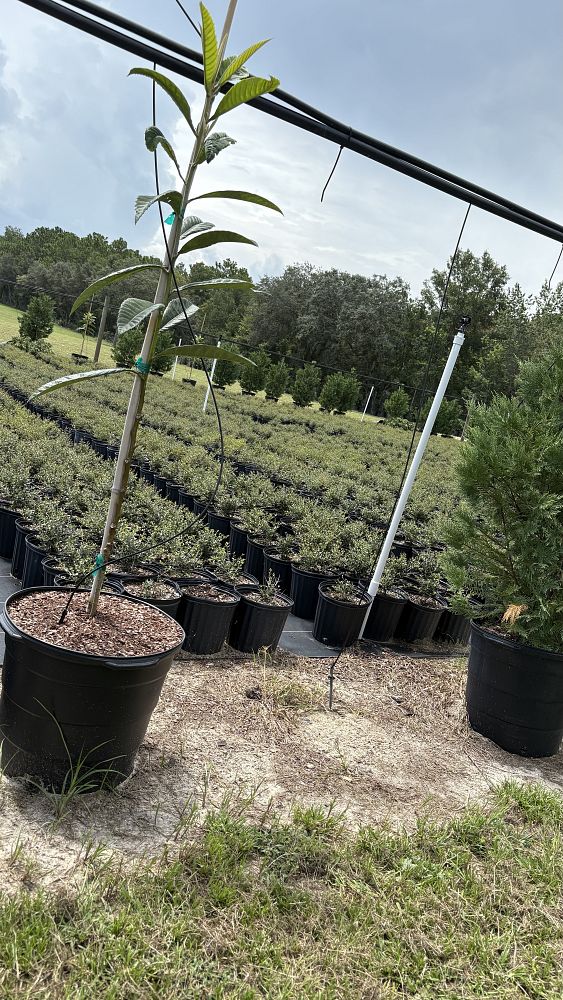 ilex-vomitoria-schillings-yaupon-holly-ilex-vomitoria-stokes-dwarf