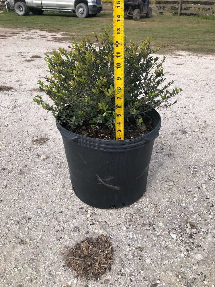 ilex-vomitoria-schillings-yaupon-holly-ilex-vomitoria-stokes-dwarf