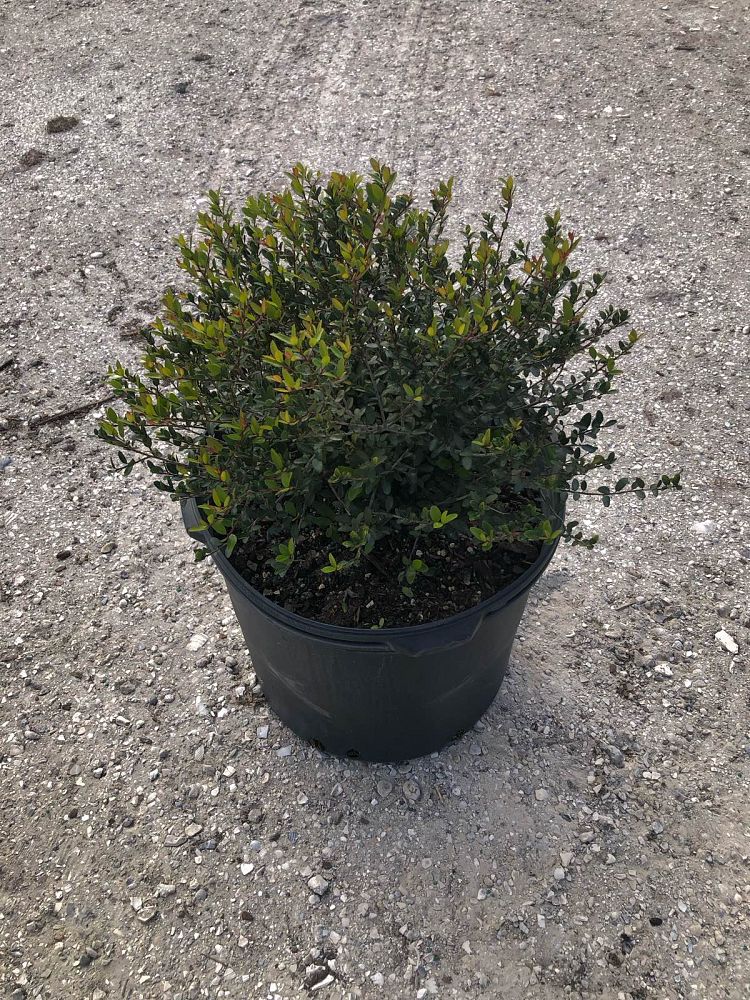 ilex-vomitoria-schillings-yaupon-holly-ilex-vomitoria-stokes-dwarf