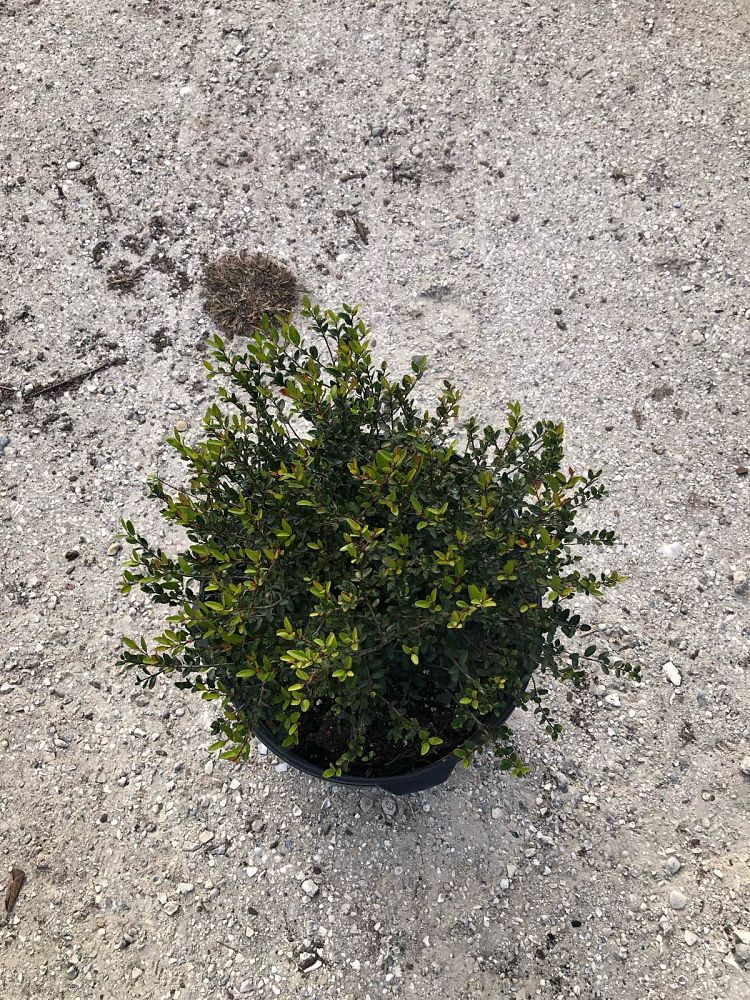 ilex-vomitoria-schillings-yaupon-holly-ilex-vomitoria-stokes-dwarf