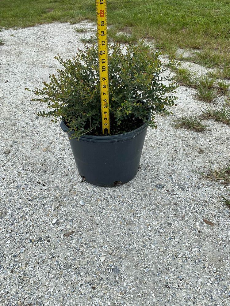 ilex-vomitoria-schillings-yaupon-holly-ilex-vomitoria-stokes-dwarf