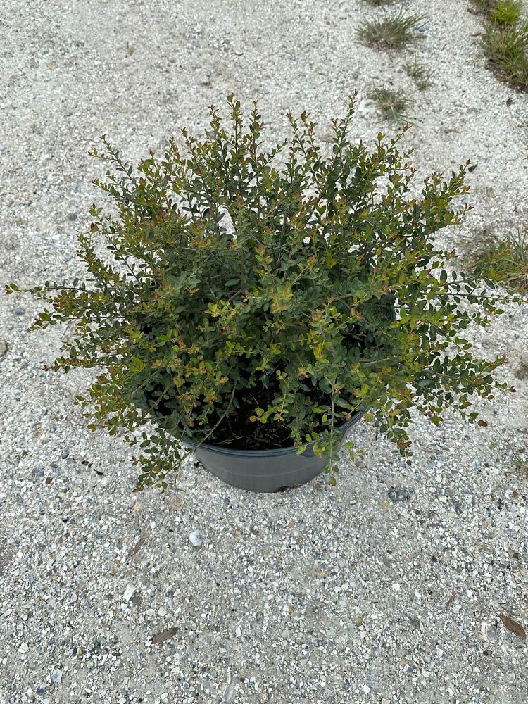 ilex-vomitoria-schillings-yaupon-holly-ilex-vomitoria-stokes-dwarf