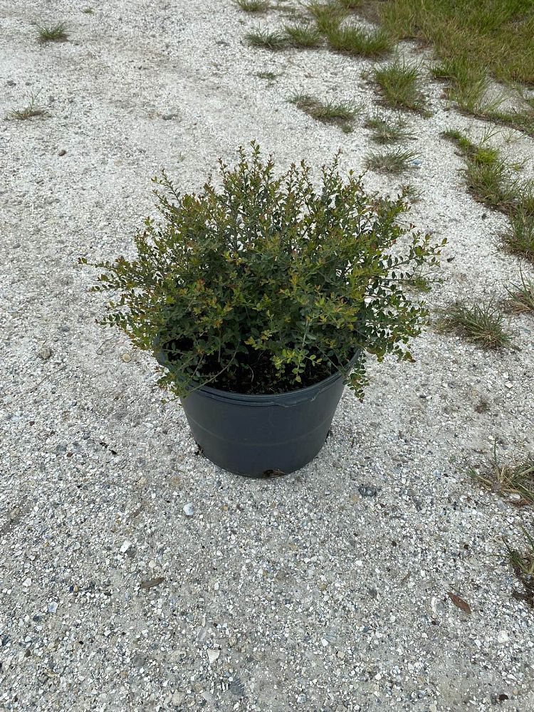 ilex-vomitoria-schillings-yaupon-holly-ilex-vomitoria-stokes-dwarf