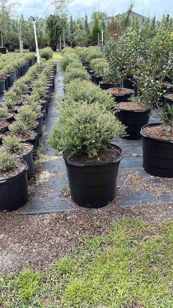 ilex-vomitoria-schillings-yaupon-holly-ilex-vomitoria-stokes-dwarf