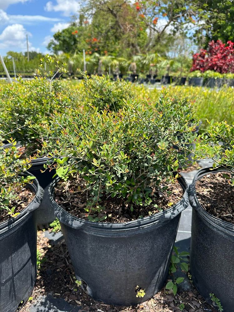 ilex-vomitoria-schillings-yaupon-holly-ilex-vomitoria-stokes-dwarf