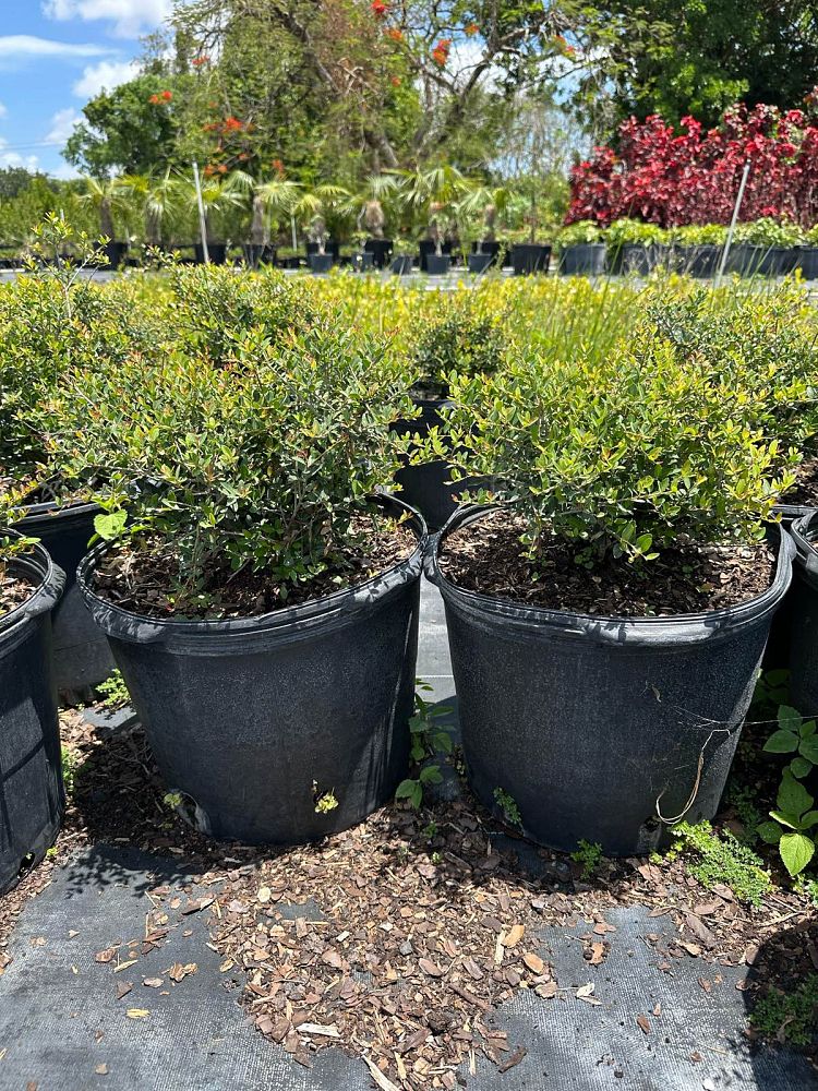 ilex-vomitoria-schillings-yaupon-holly-ilex-vomitoria-stokes-dwarf