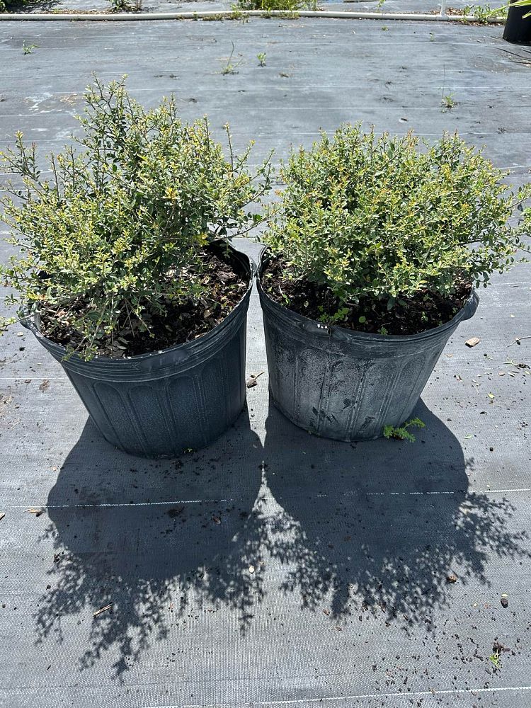 ilex-vomitoria-schillings-yaupon-holly-ilex-vomitoria-stokes-dwarf
