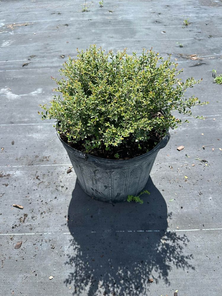 ilex-vomitoria-schillings-yaupon-holly-ilex-vomitoria-stokes-dwarf