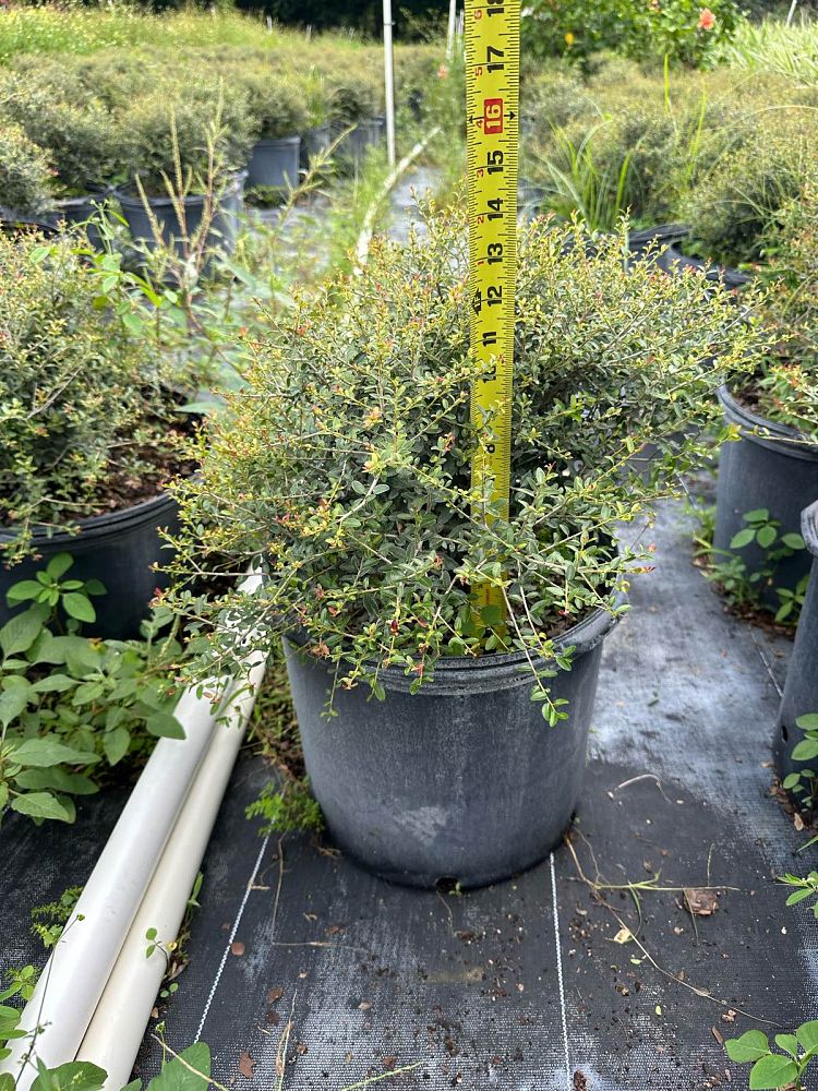 ilex-vomitoria-schillings-yaupon-holly-ilex-vomitoria-stokes-dwarf