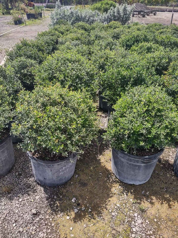 ilex-vomitoria-schillings-yaupon-holly-ilex-vomitoria-stokes-dwarf