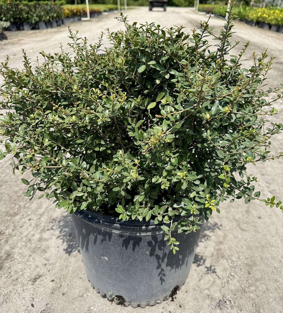 ilex-vomitoria-schillings-yaupon-holly-ilex-vomitoria-stokes-dwarf