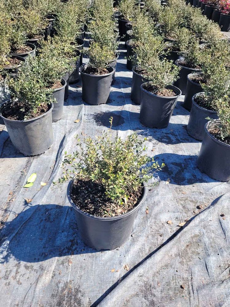 ilex-vomitoria-schillings-yaupon-holly-ilex-vomitoria-stokes-dwarf