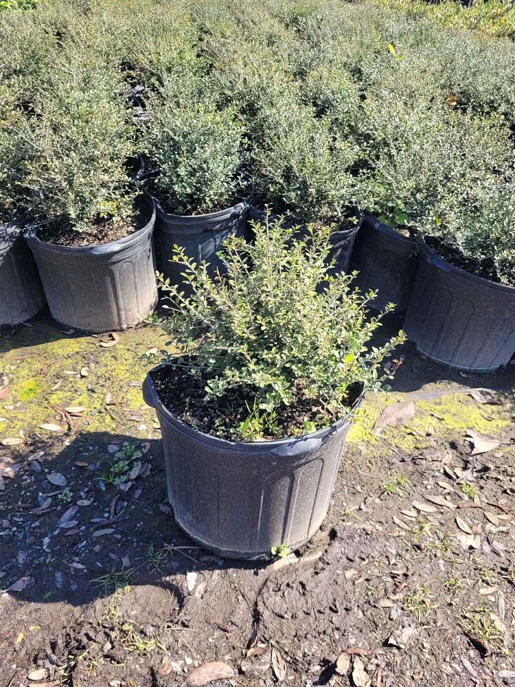 ilex-vomitoria-schillings-yaupon-holly-ilex-vomitoria-stokes-dwarf