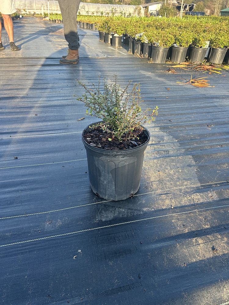 ilex-vomitoria-schillings-yaupon-holly-ilex-vomitoria-stokes-dwarf
