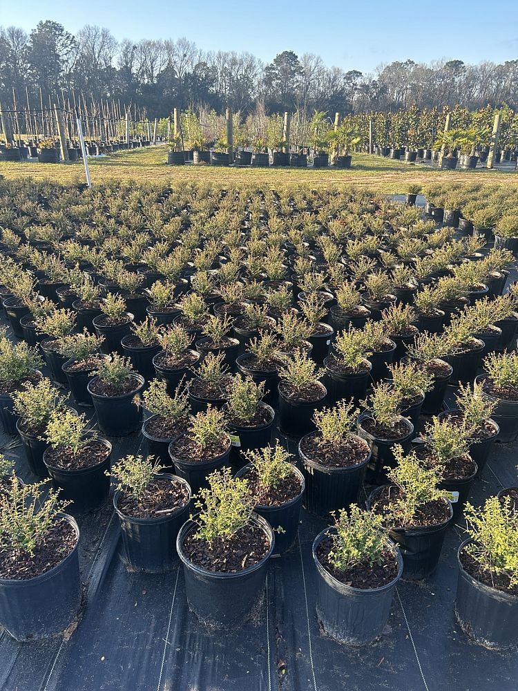 ilex-vomitoria-schillings-yaupon-holly-ilex-vomitoria-stokes-dwarf