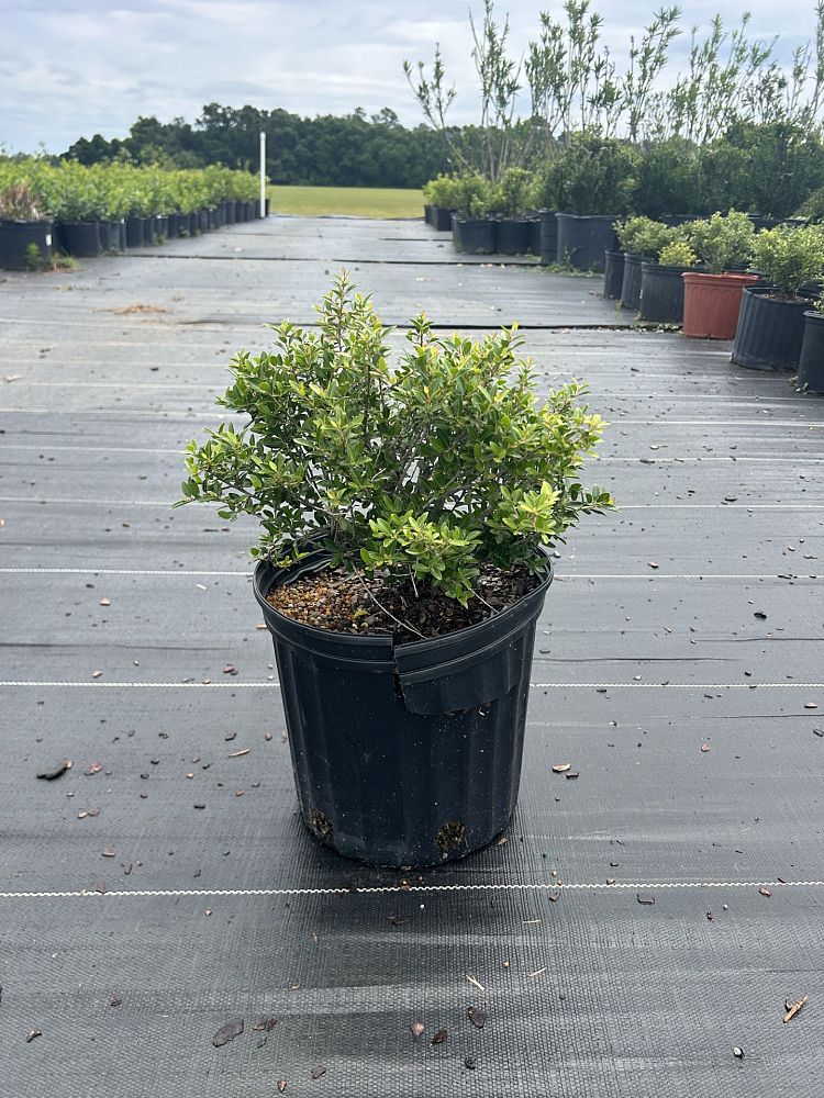 ilex-vomitoria-schillings-yaupon-holly-ilex-vomitoria-stokes-dwarf