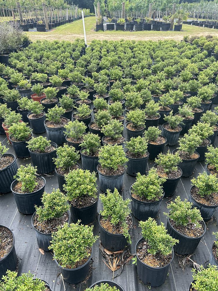 ilex-vomitoria-schillings-yaupon-holly-ilex-vomitoria-stokes-dwarf