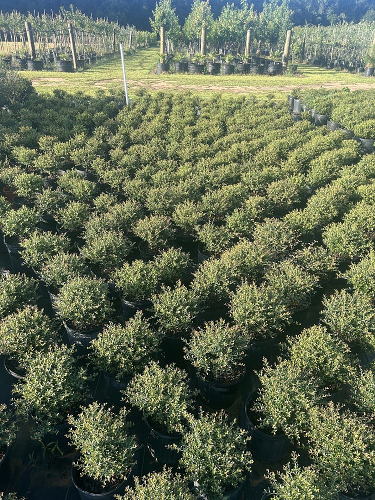 ilex-vomitoria-schillings-yaupon-holly-ilex-vomitoria-stokes-dwarf
