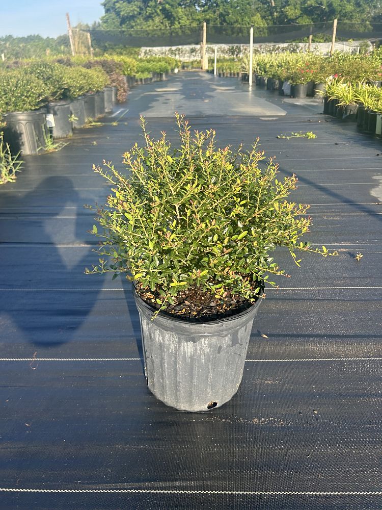 ilex-vomitoria-schillings-yaupon-holly-ilex-vomitoria-stokes-dwarf
