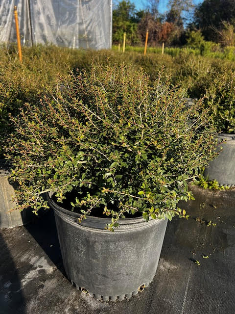 ilex-vomitoria-schillings-yaupon-holly-ilex-vomitoria-stokes-dwarf