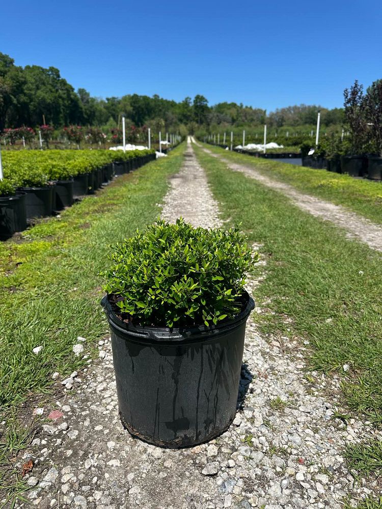 ilex-vomitoria-schillings-yaupon-holly-ilex-vomitoria-stokes-dwarf