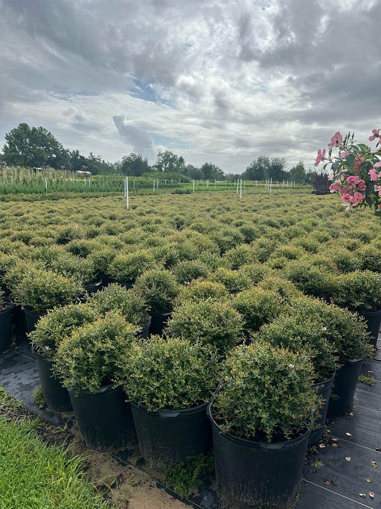 ilex-vomitoria-schillings-yaupon-holly-ilex-vomitoria-stokes-dwarf