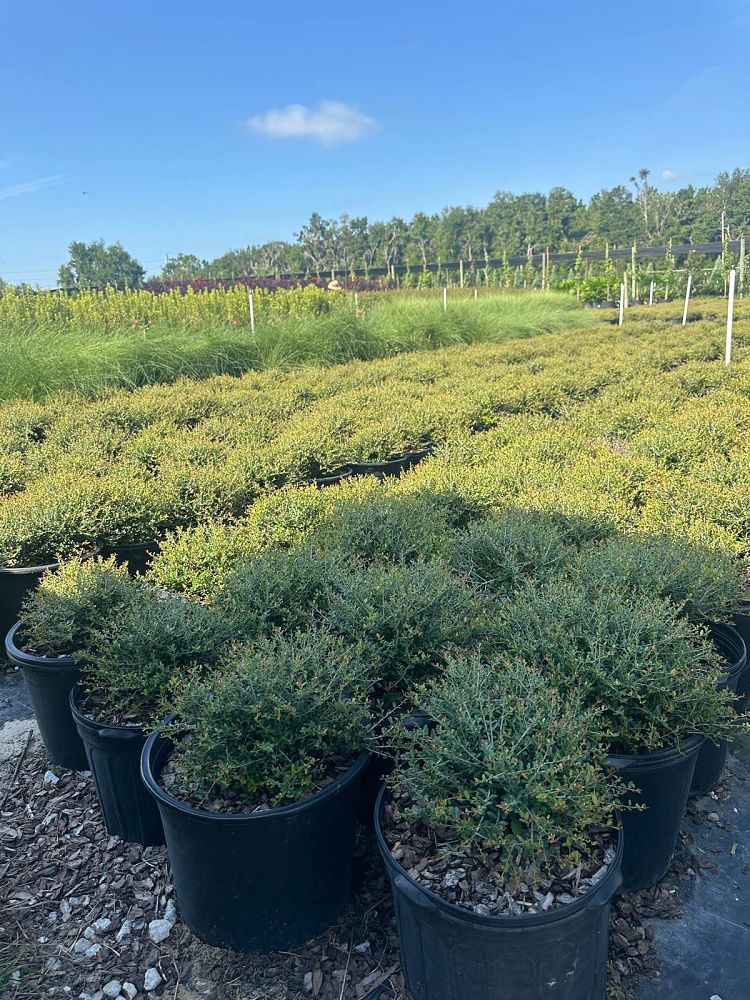 ilex-vomitoria-schillings-yaupon-holly-ilex-vomitoria-stokes-dwarf