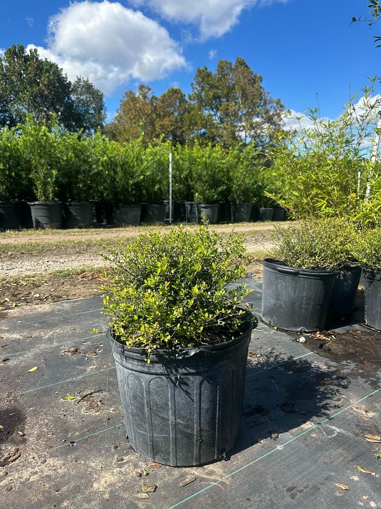 ilex-vomitoria-schillings-yaupon-holly-ilex-vomitoria-stokes-dwarf