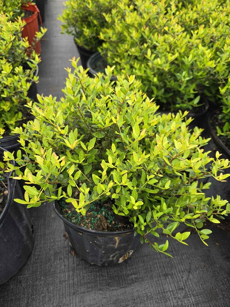 ilex-vomitoria-schillings-yaupon-holly-ilex-vomitoria-stokes-dwarf