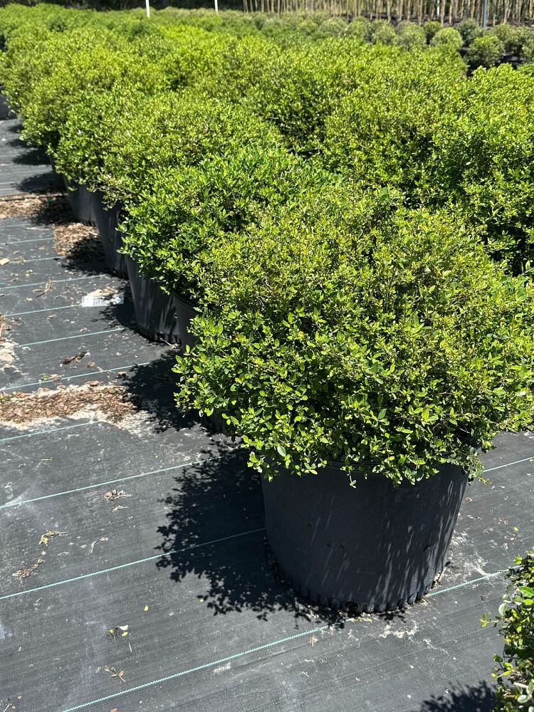 ilex-vomitoria-schillings-yaupon-holly-ilex-vomitoria-stokes-dwarf