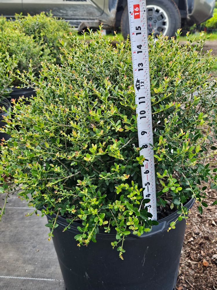 ilex-vomitoria-schillings-yaupon-holly-ilex-vomitoria-stokes-dwarf