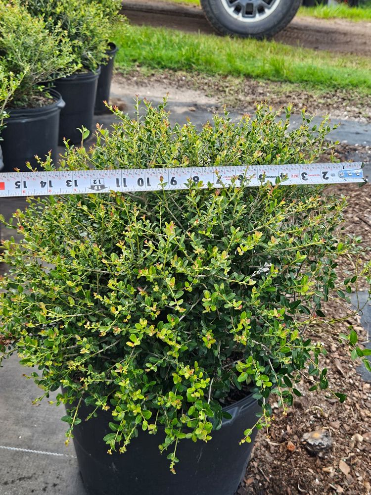 ilex-vomitoria-schillings-yaupon-holly-ilex-vomitoria-stokes-dwarf