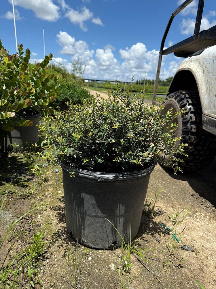 ilex-vomitoria-schillings-yaupon-holly-ilex-vomitoria-stokes-dwarf