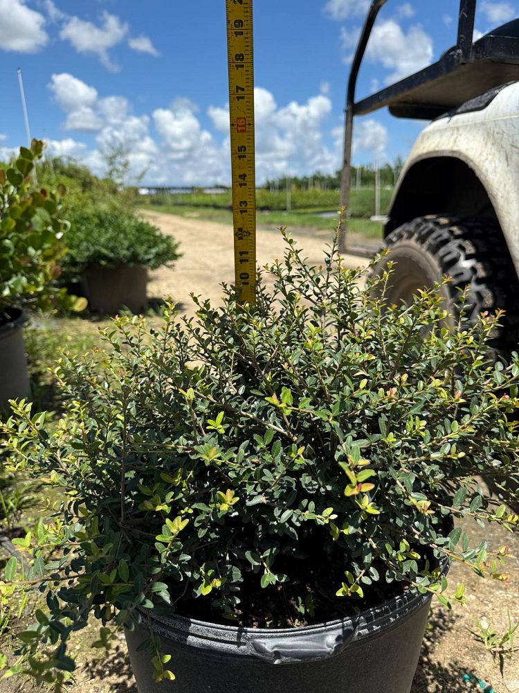 ilex-vomitoria-schillings-yaupon-holly-ilex-vomitoria-stokes-dwarf