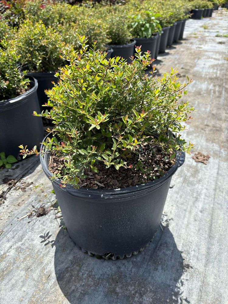 ilex-vomitoria-schillings-yaupon-holly-ilex-vomitoria-stokes-dwarf