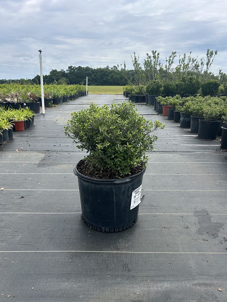 ilex-vomitoria-schillings-yaupon-holly-ilex-vomitoria-stokes-dwarf