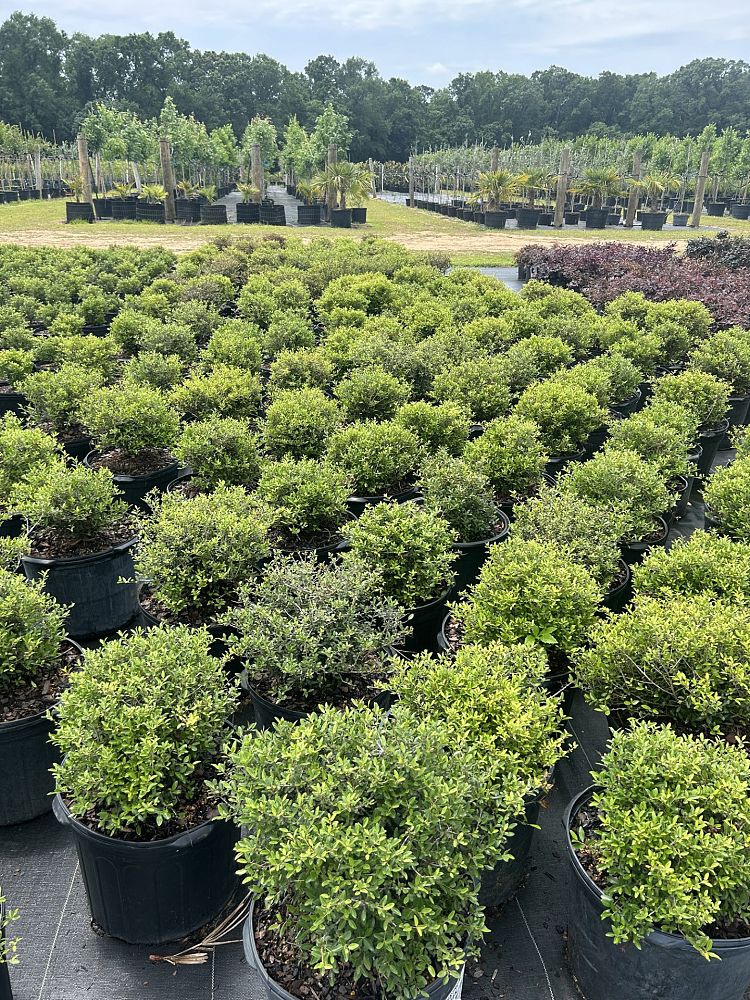ilex-vomitoria-schillings-yaupon-holly-ilex-vomitoria-stokes-dwarf