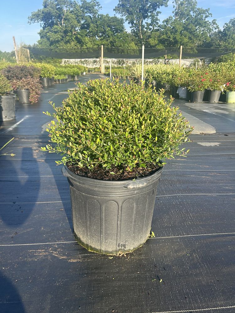 ilex-vomitoria-schillings-yaupon-holly-ilex-vomitoria-stokes-dwarf