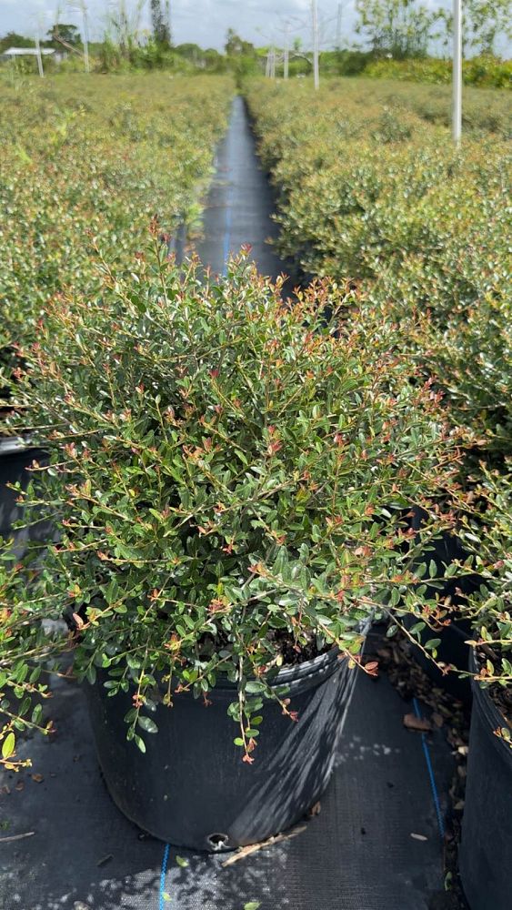 ilex-vomitoria-schillings-yaupon-holly-ilex-vomitoria-stokes-dwarf