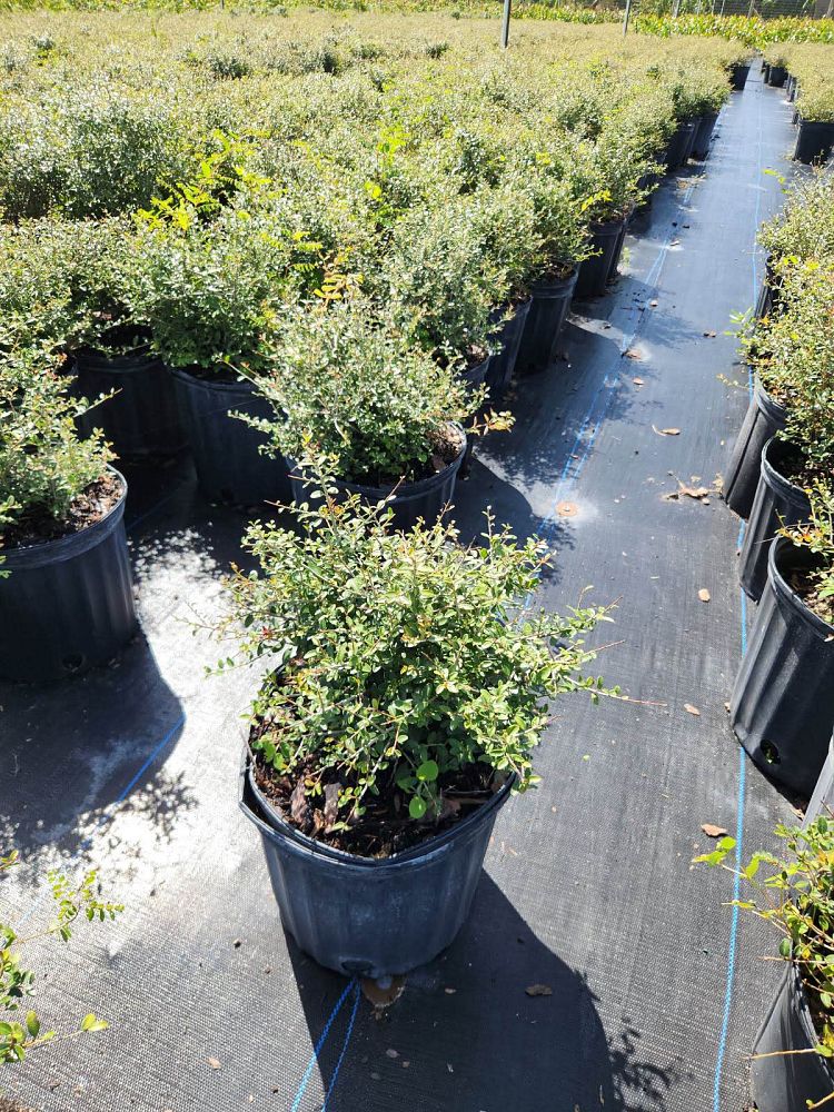 ilex-vomitoria-schillings-yaupon-holly-ilex-vomitoria-stokes-dwarf