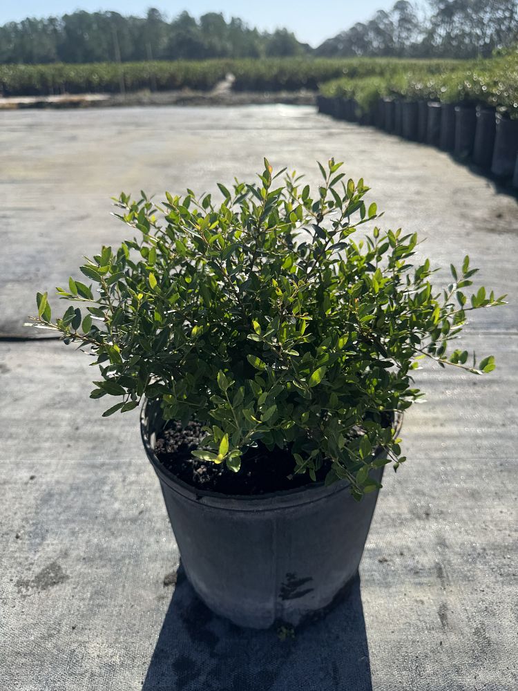 ilex-vomitoria-schillings-yaupon-holly-ilex-vomitoria-stokes-dwarf