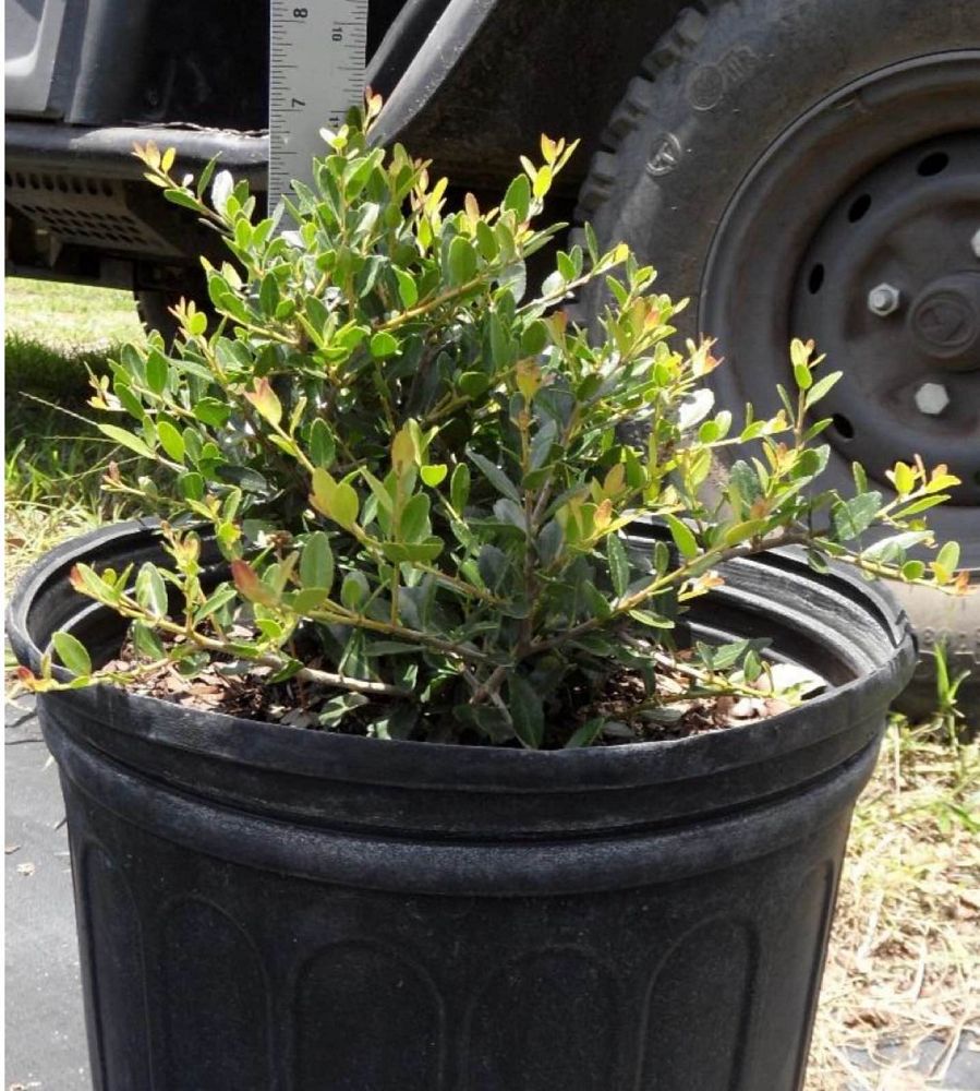 ilex-vomitoria-schillings-yaupon-holly-ilex-vomitoria-stokes-dwarf