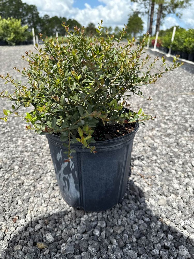 ilex-vomitoria-schillings-yaupon-holly-ilex-vomitoria-stokes-dwarf