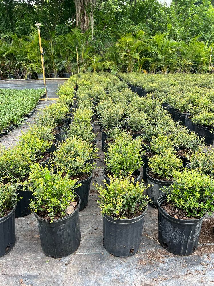 ilex-vomitoria-schillings-yaupon-holly-ilex-vomitoria-stokes-dwarf