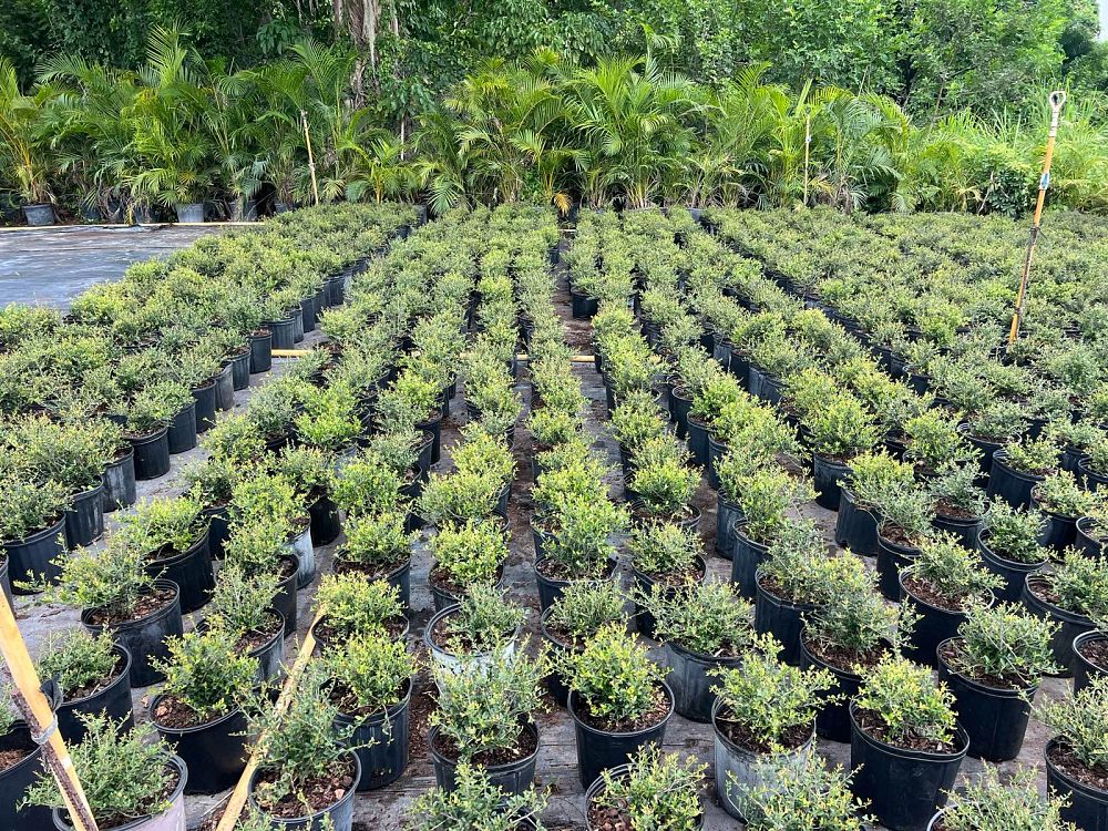 ilex-vomitoria-schillings-yaupon-holly-ilex-vomitoria-stokes-dwarf