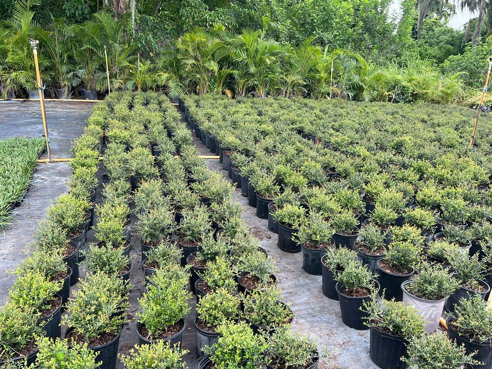 ilex-vomitoria-schillings-yaupon-holly-ilex-vomitoria-stokes-dwarf