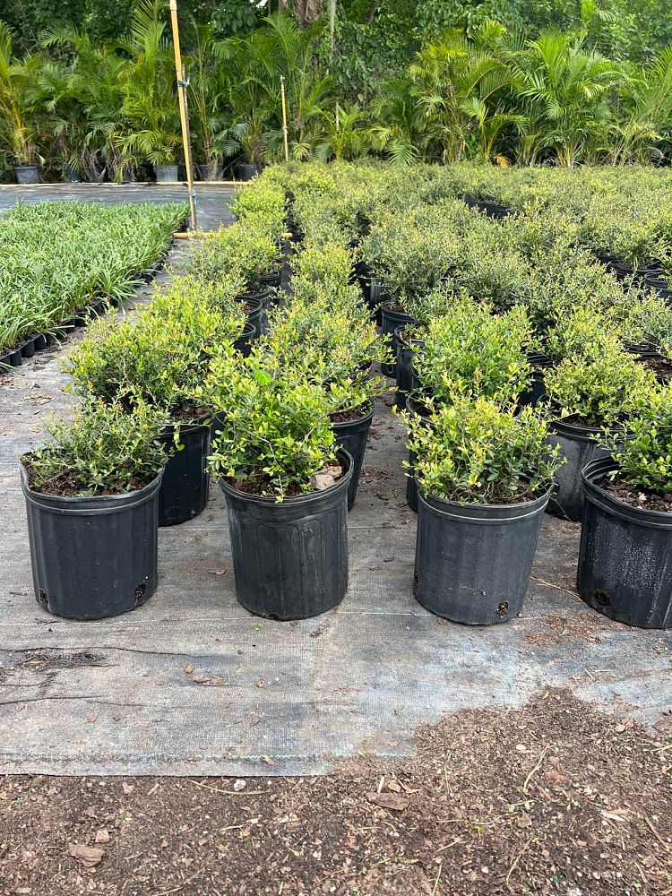 ilex-vomitoria-schillings-yaupon-holly-ilex-vomitoria-stokes-dwarf