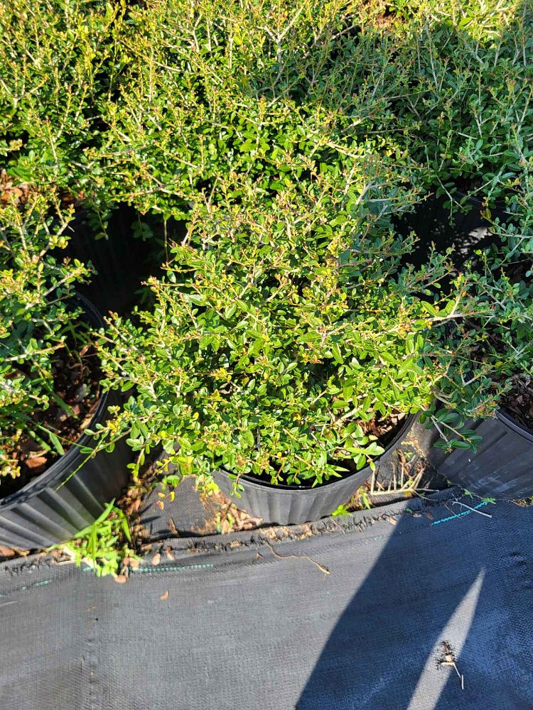 ilex-vomitoria-schillings-yaupon-holly-ilex-vomitoria-stokes-dwarf